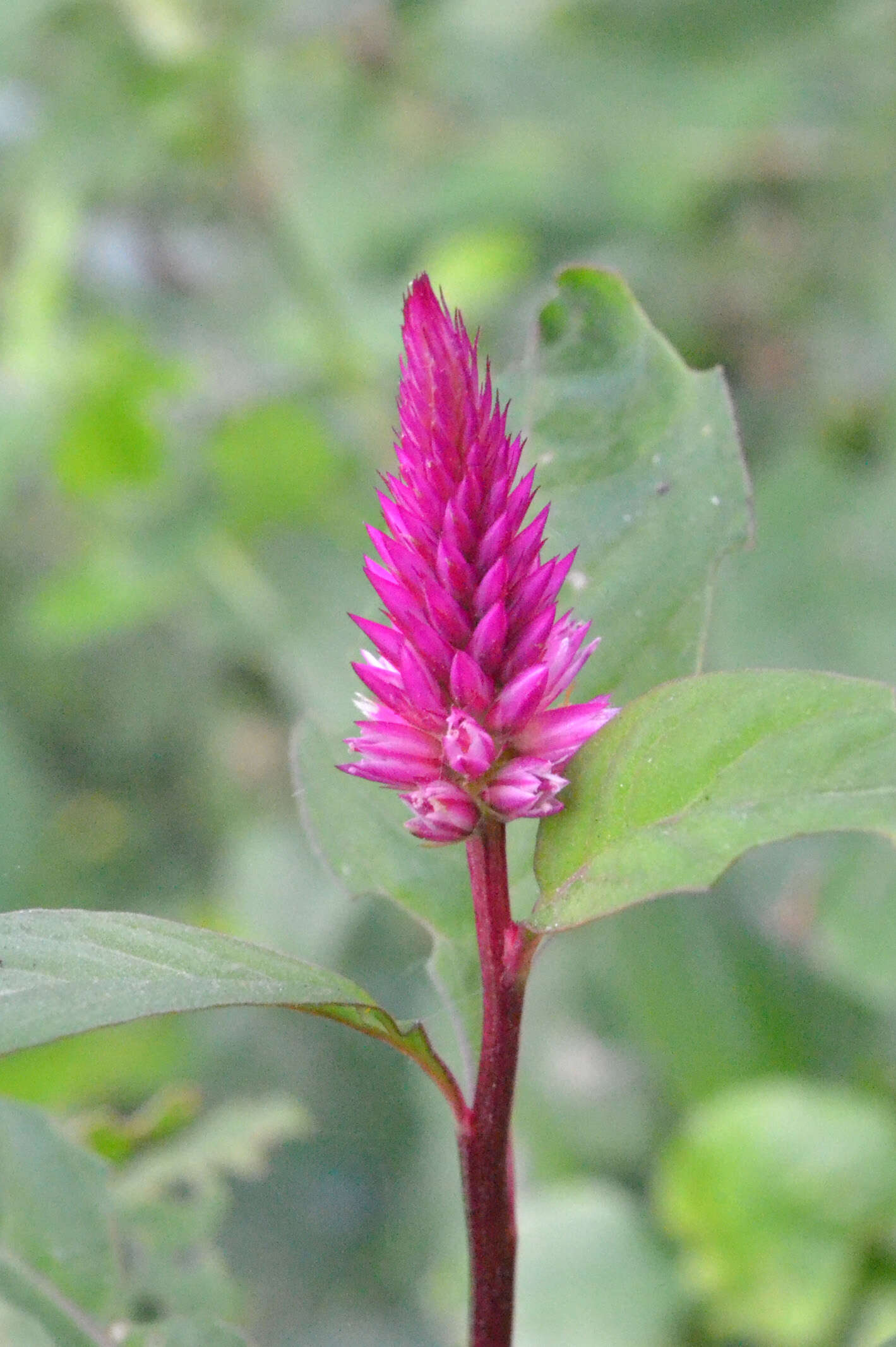 Imagem de Celosia argentea L.