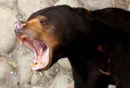 Image of Sun bear