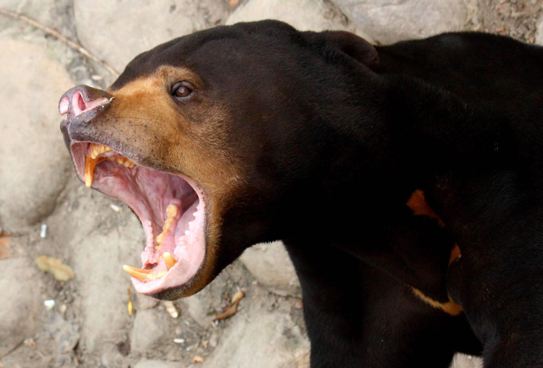 Image of Sun bear