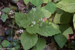 Image of Alpine enchanter’s-nightshade