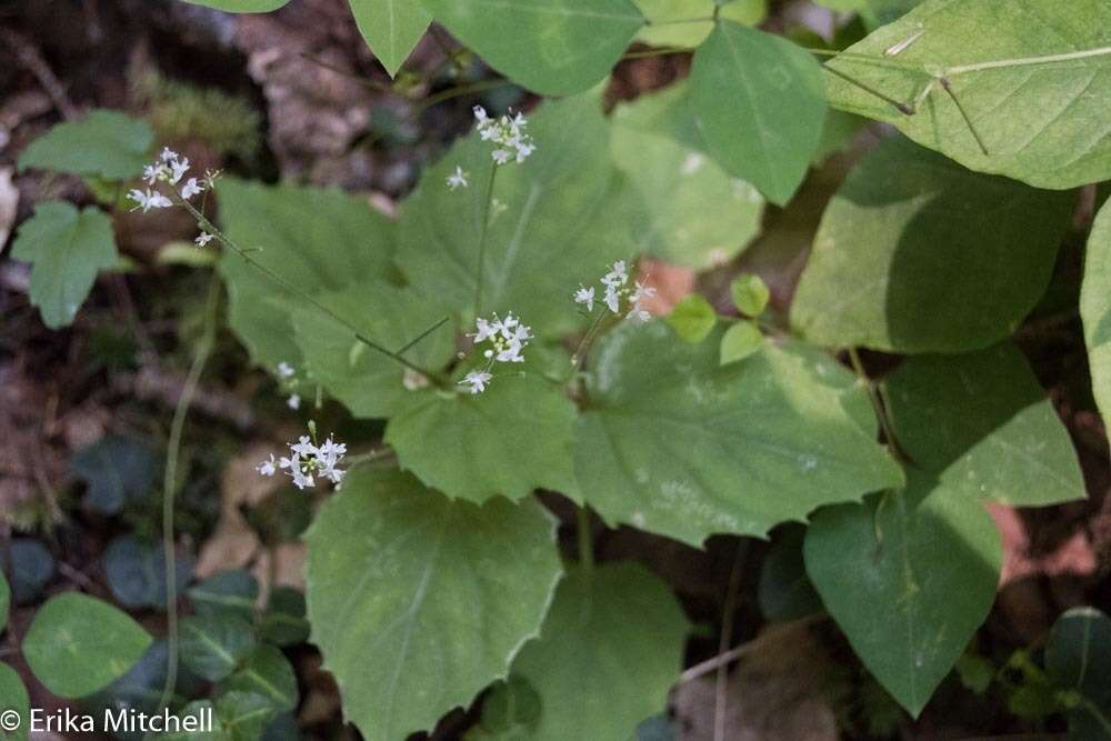 Image of Alpine enchanter’s-nightshade