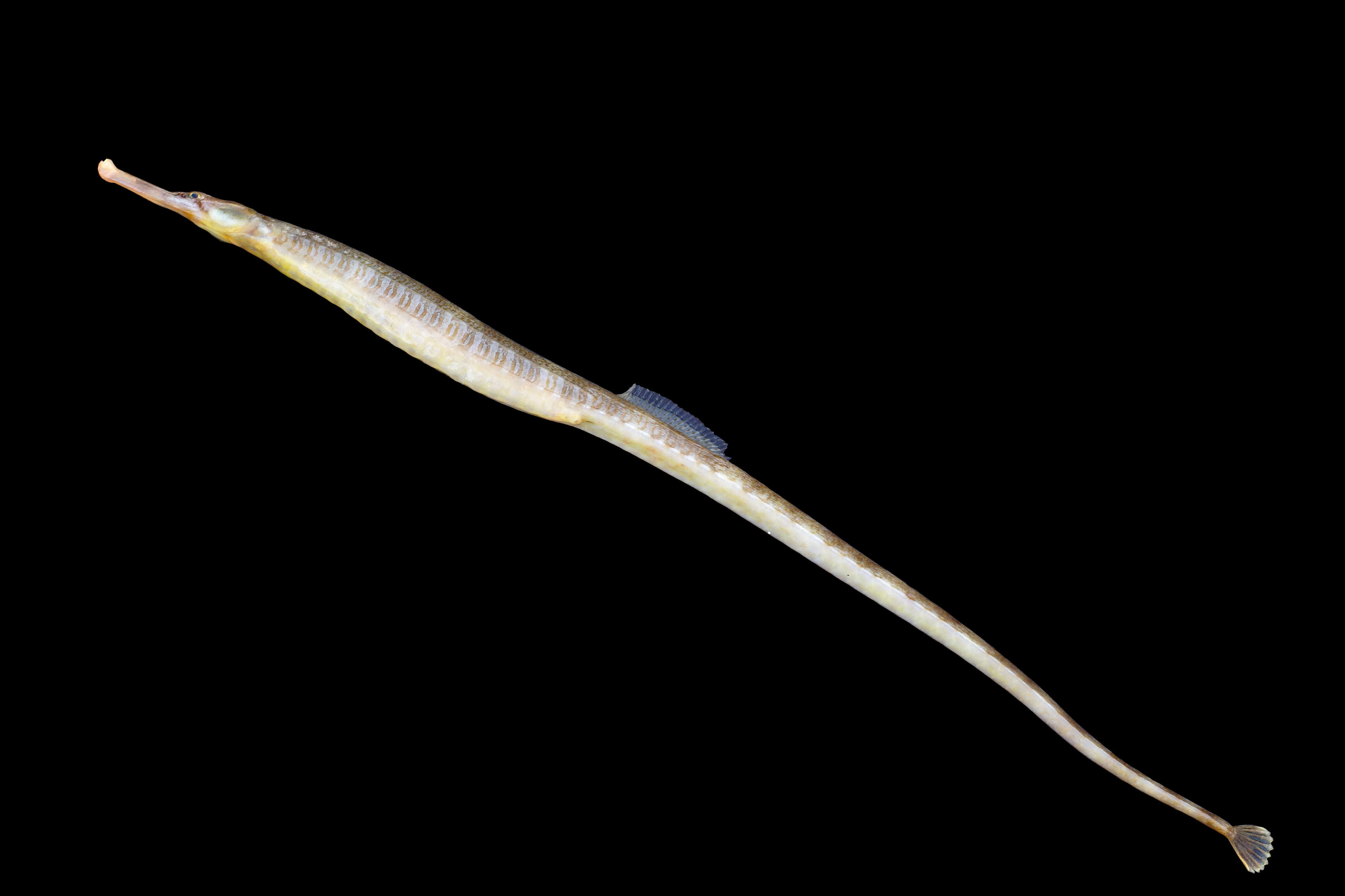 Image of Common Pipefish