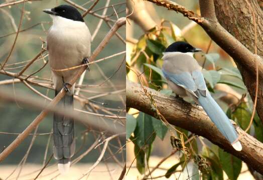 Image of Azure-winged Magpie