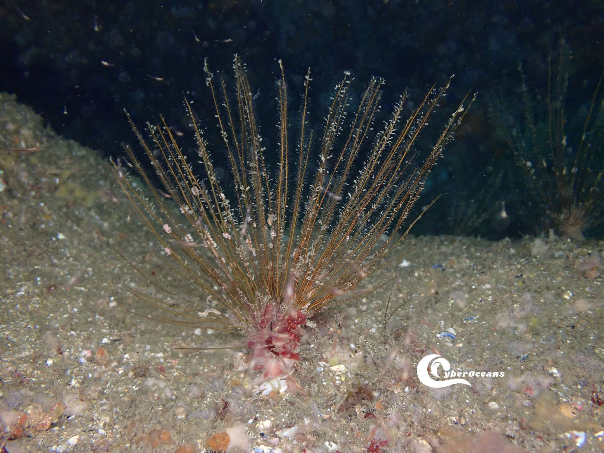 Image of antenna hydroid