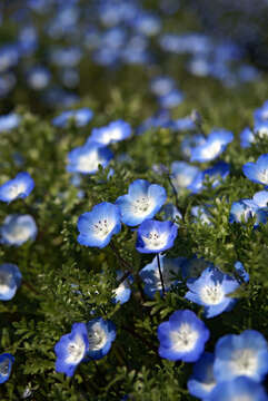 Image of baby blue eyes