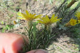 Image of Oedera pungens (L'Hér.) N. G. Bergh