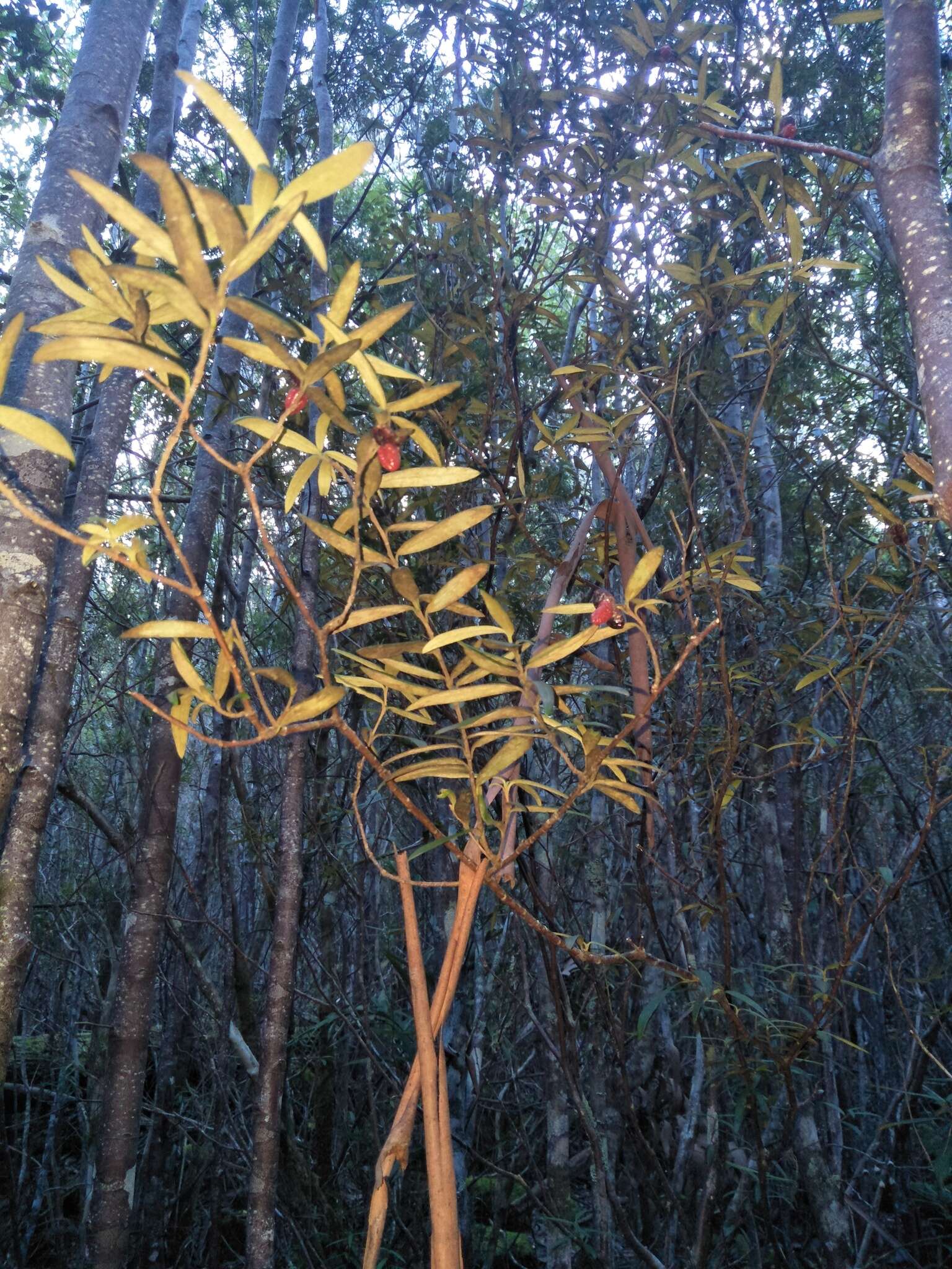 Image de Pittosporum bicolor Hook.