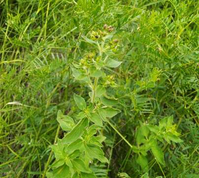 Plancia ëd Hypericum elegans Steph. ex Willd.