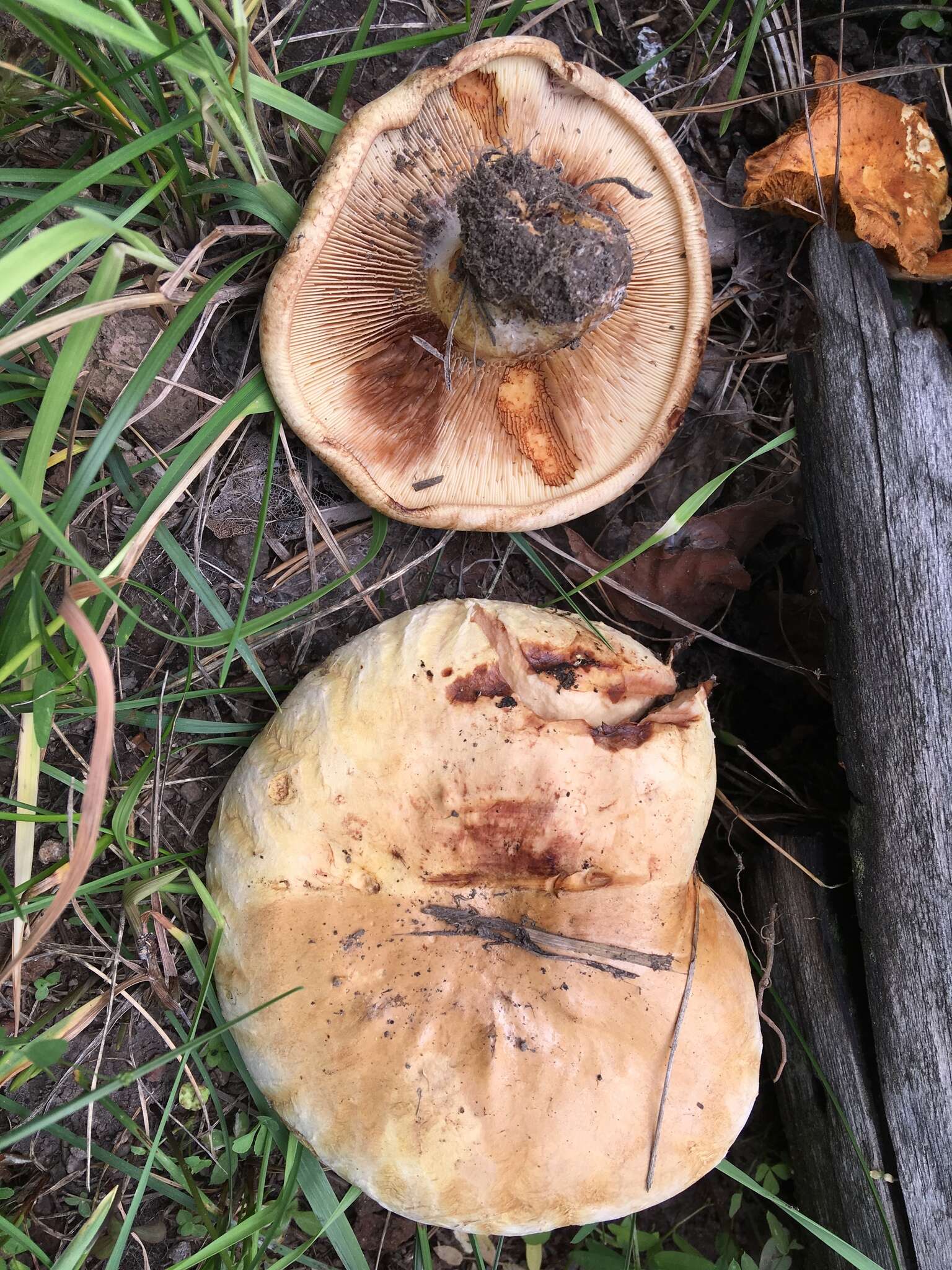 Image of Paxillus obscurisporus C. Hahn 1999