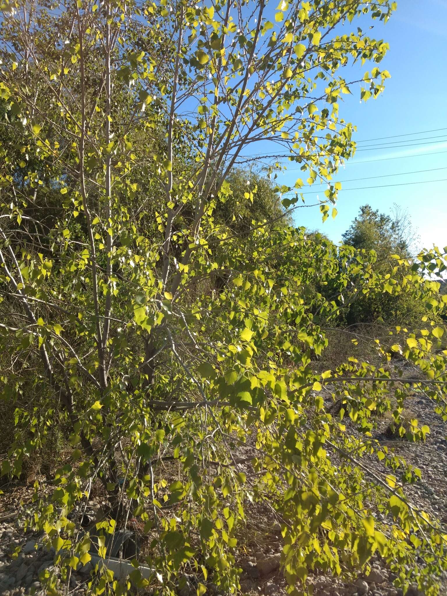 Image of Populus mexicana subsp. mexicana