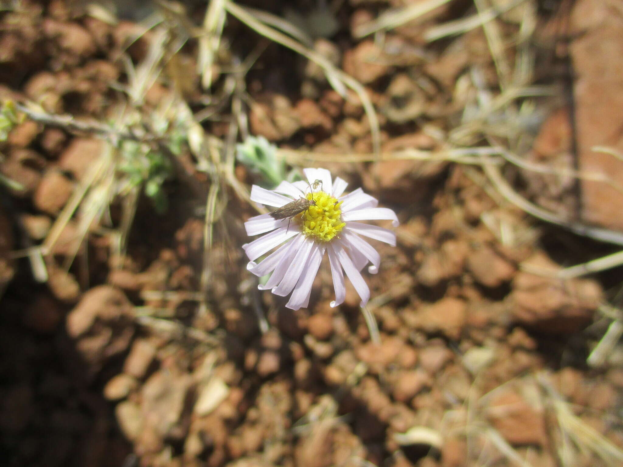 Image of Felicia clavipilosa Grau