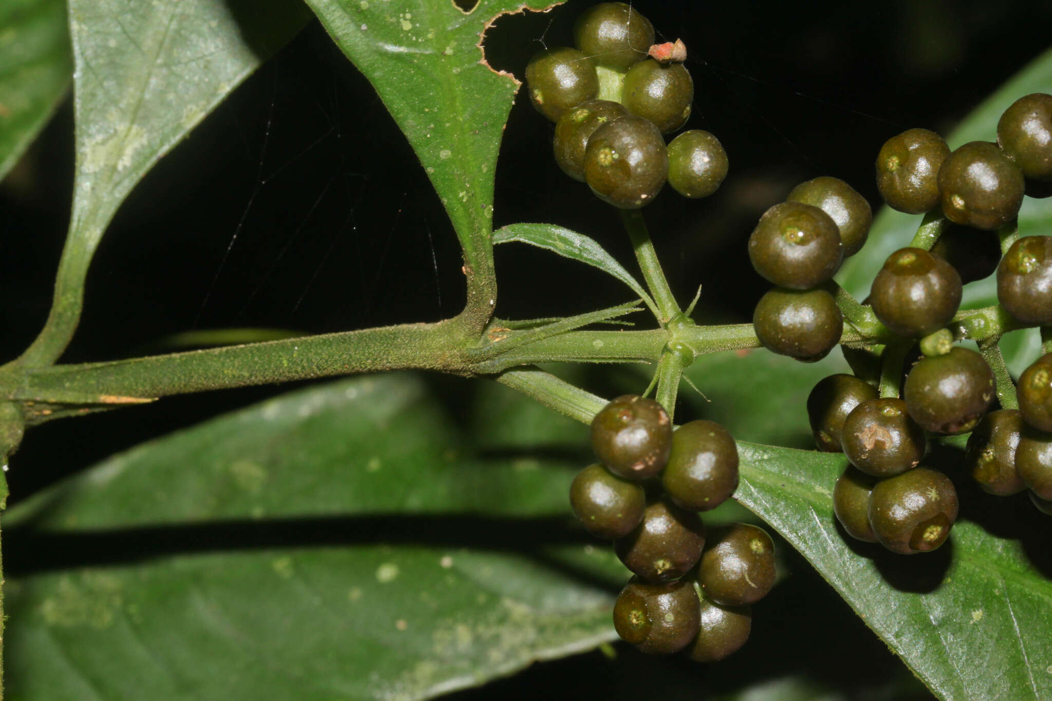 Imagem de Palicourea racemosa (Aubl.) Borhidi