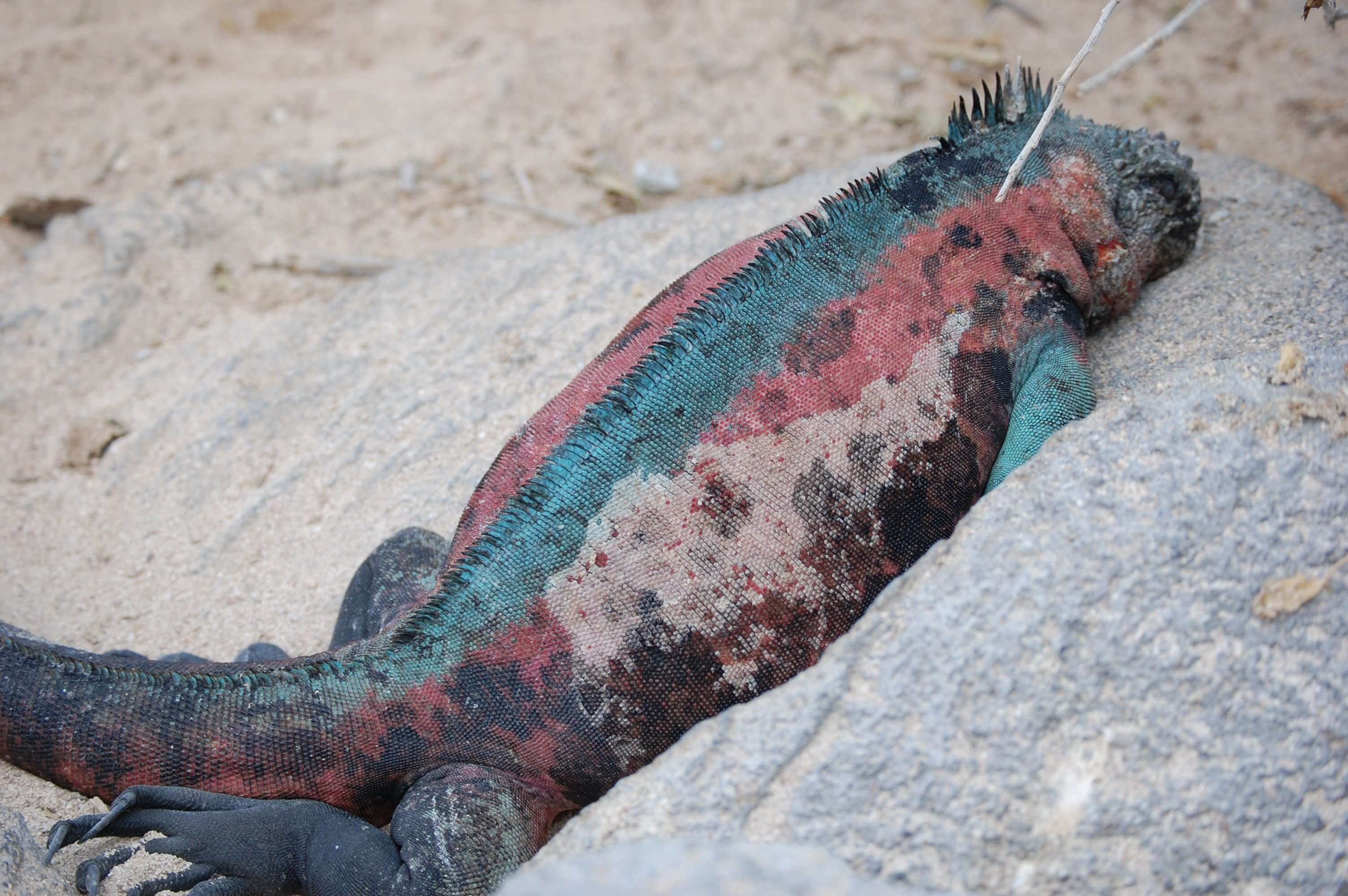 Image of marine iguana