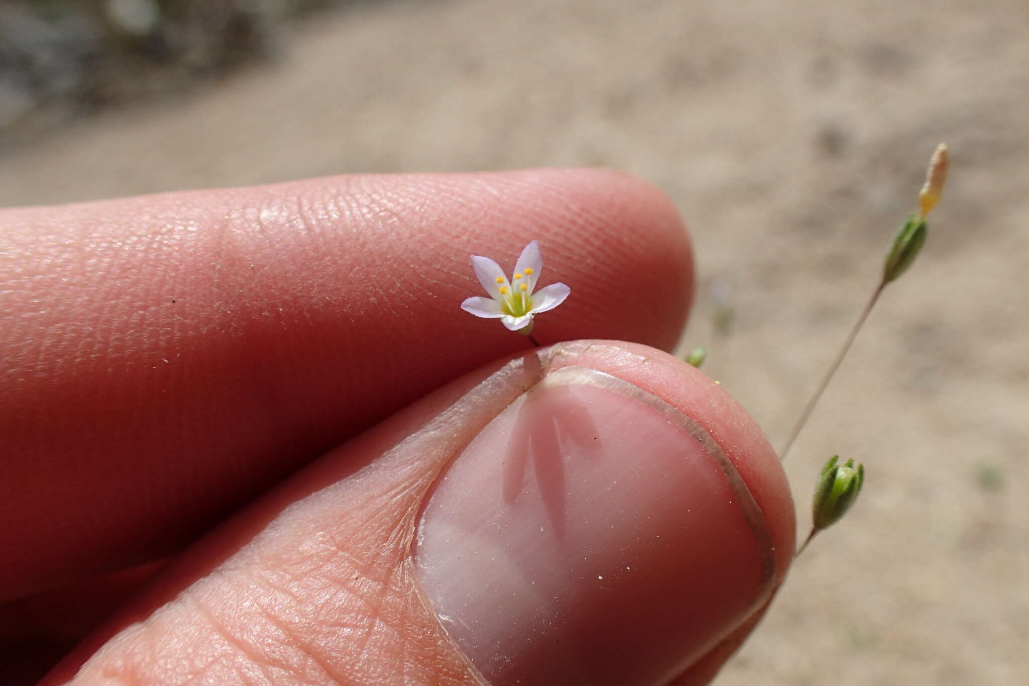 Image of northern linanthus