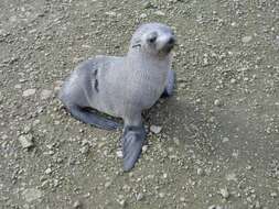 Image of Antarctic Fur Seal