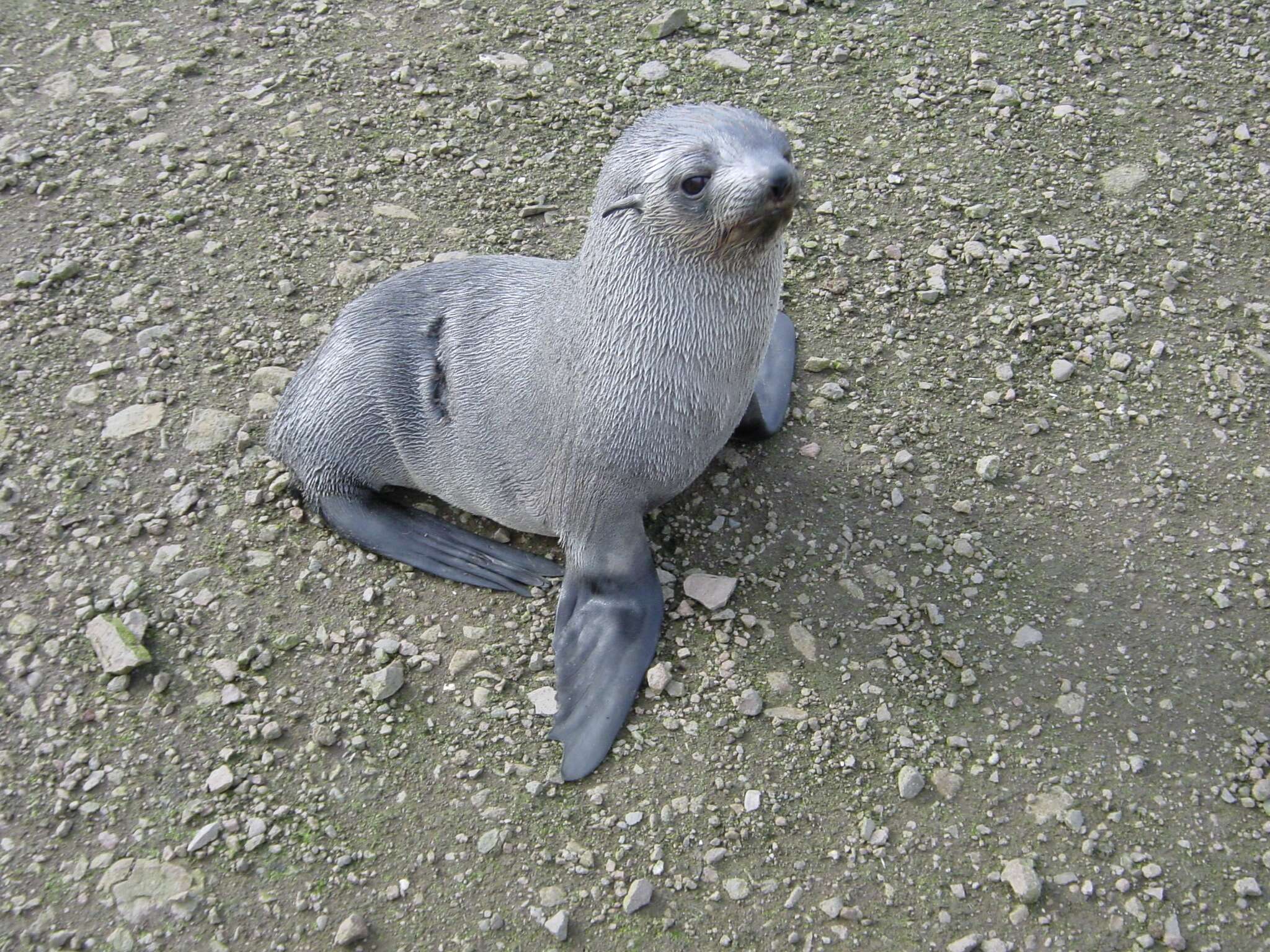 Image of Antarctic Fur Seal