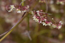 Image of Platysace tenuissima (Benth.) C. Norman