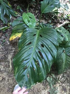 Image of Monstera adansonii subsp. klotzschiana (Schott) Mayo & I. M. Andrade