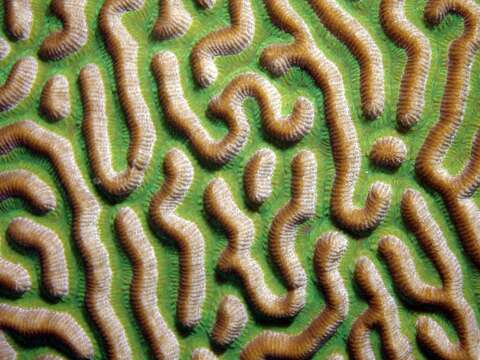 Image of Thin finger coral