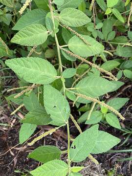 Image of Acalypha nemorum F. Muell. ex Müll. Arg.