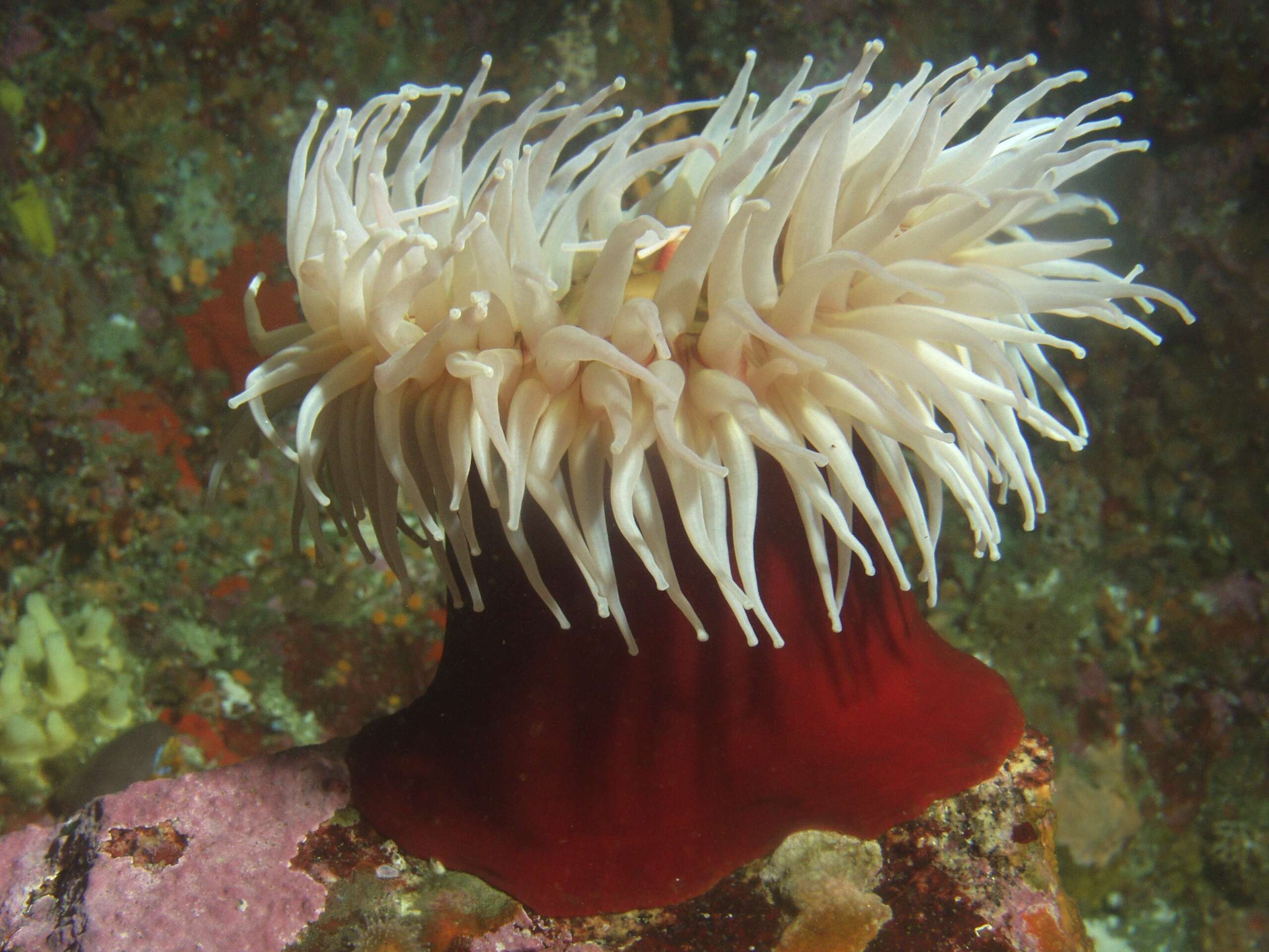 Image of Fish-eating anemone