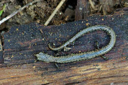 Image of Greenhorn Mountains Slender Salamander