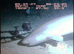 Image of Bluntnose Sixgill Shark