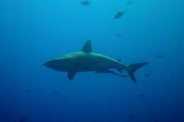 Image of Carcharhinus