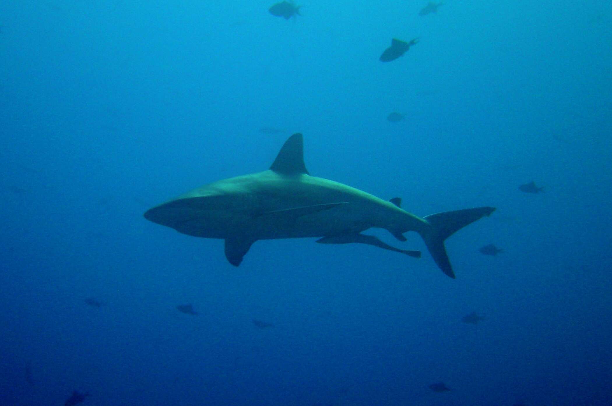 Image of Carcharhinus