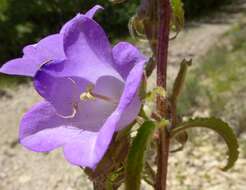 Image of Canterbury Bells