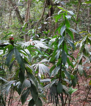 Image of Costus laevis Ruiz & Pav.