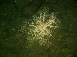 Image of basket star