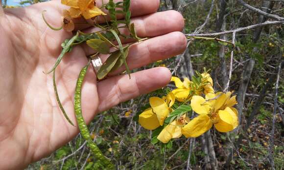 Image of Senna pallida var. pallida