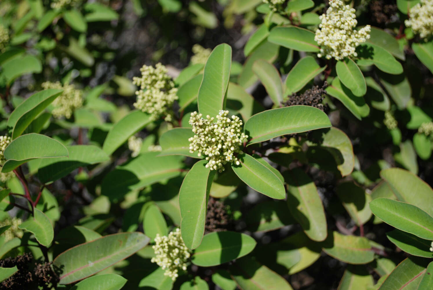 Image of laurel sumac