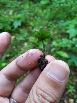 Image of rose rhodobryum moss