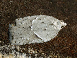 Image of Black-headed Birch Leafroller