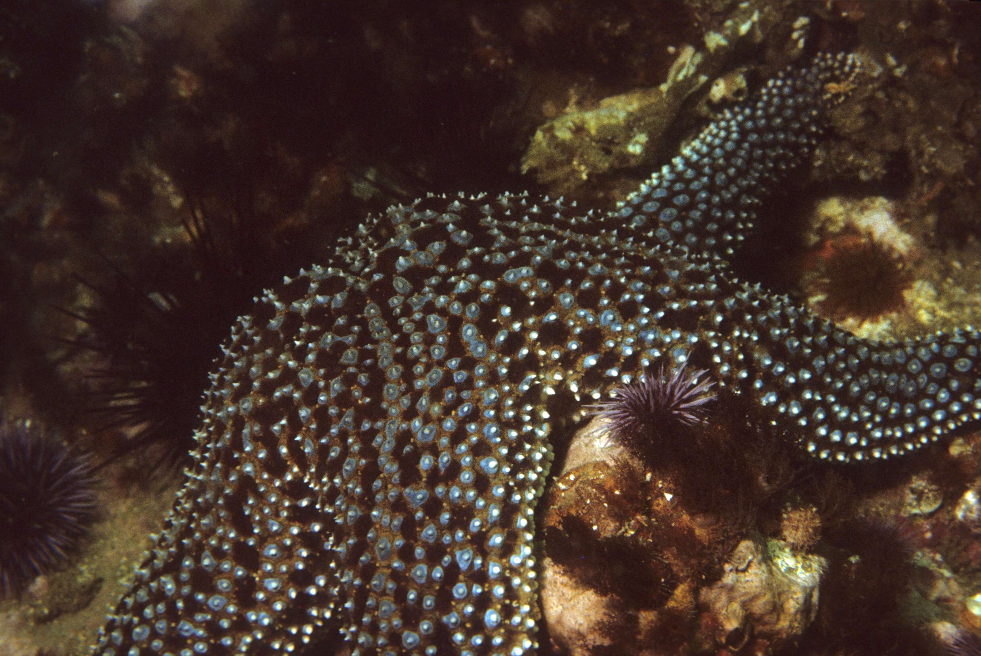 Image of Giant seastar