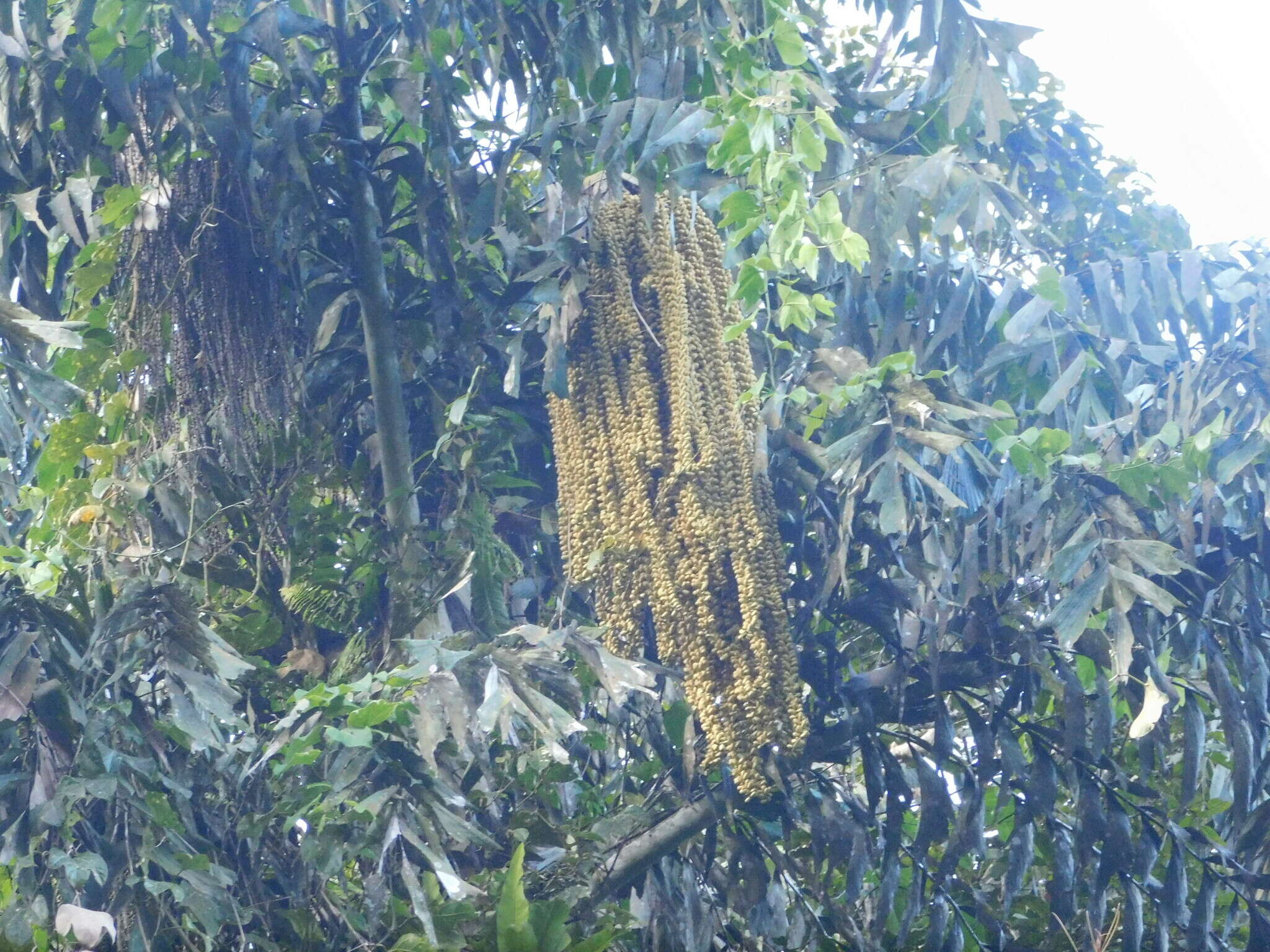 Image of Caryota maxima Blume