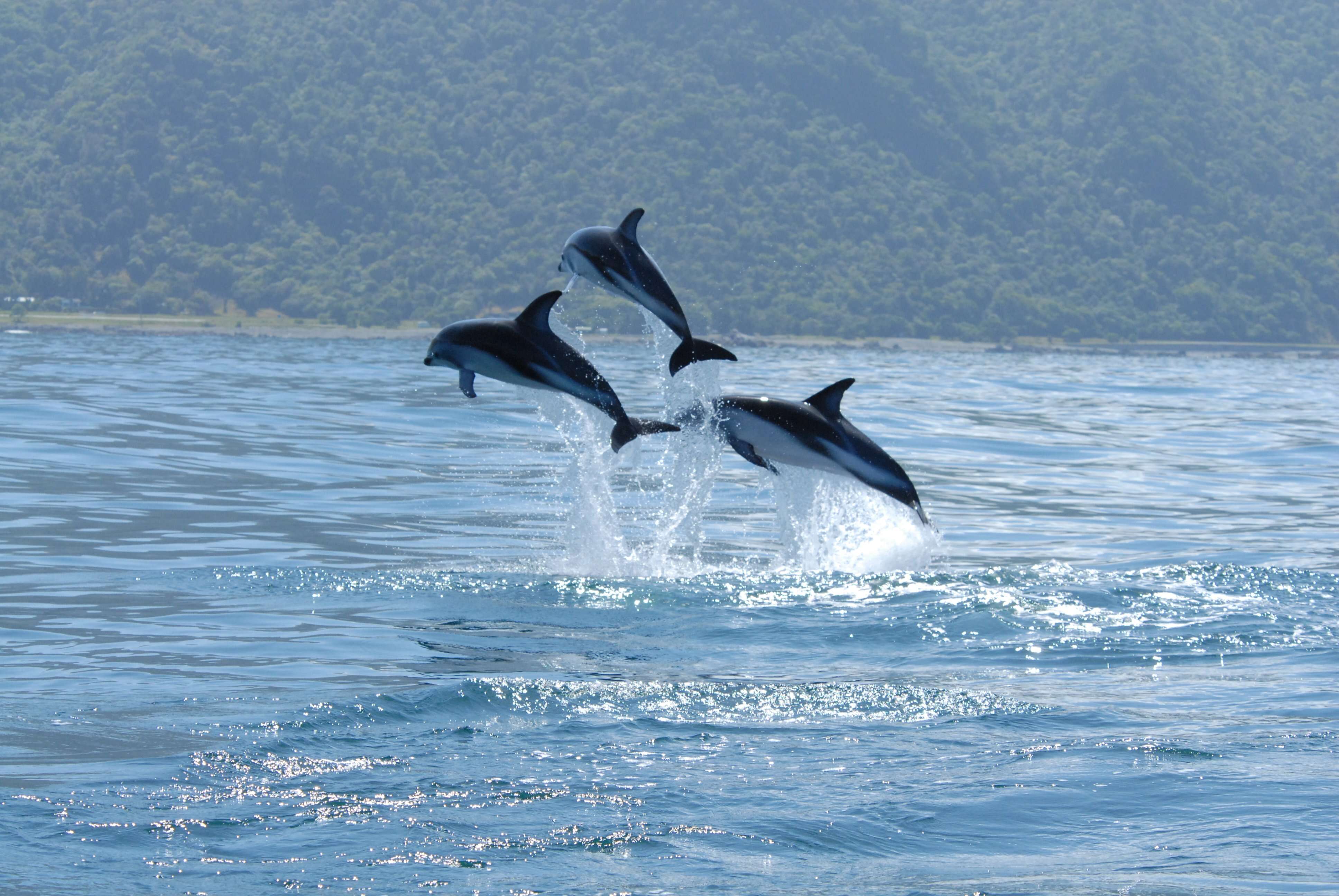 Image of Dusky Dolphin