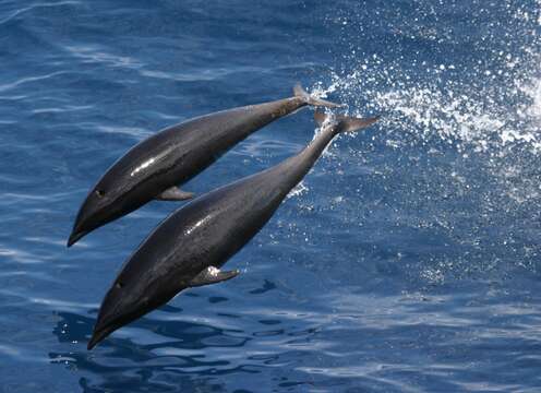 Image of Right whale dolphin