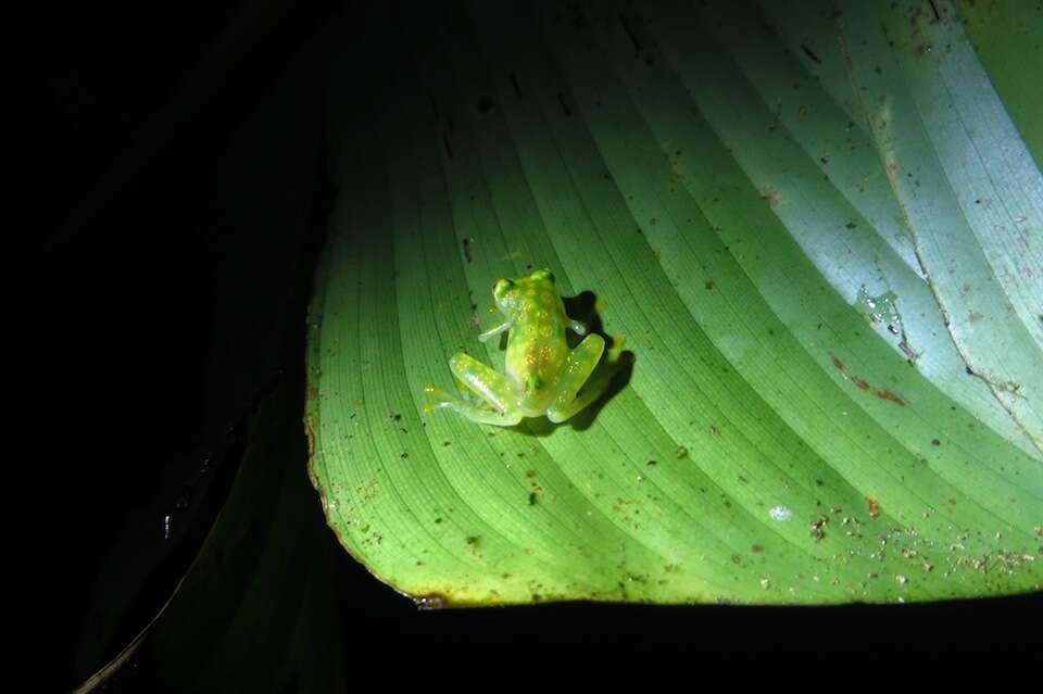 Image of La Palma Glass Frog