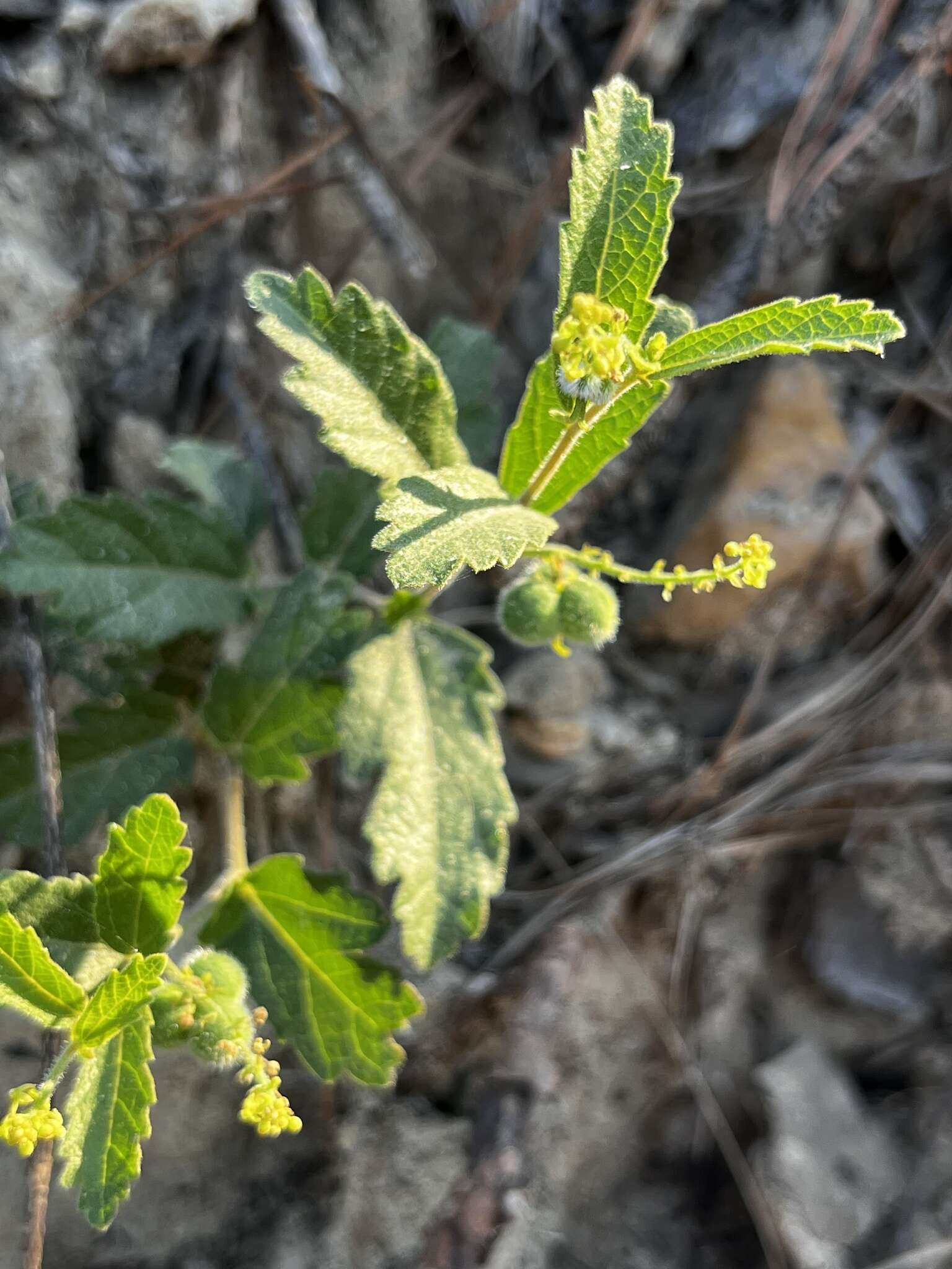 Image of Small's noseburn