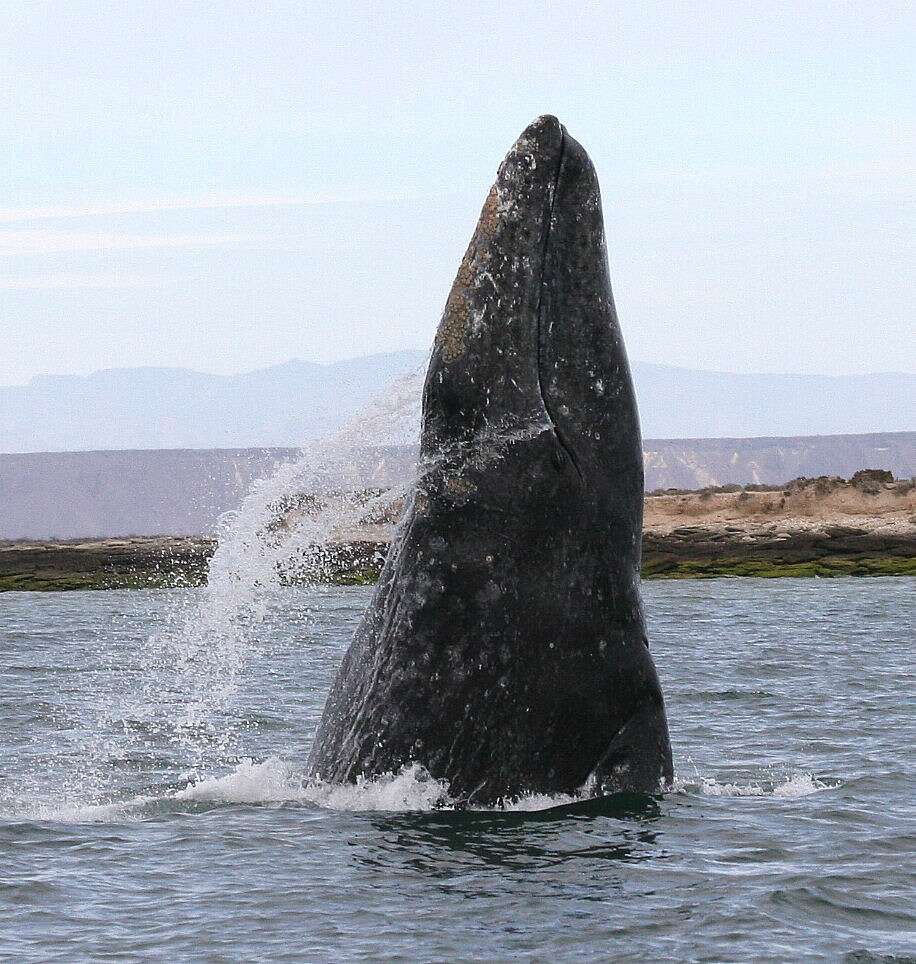 Image of gray whales