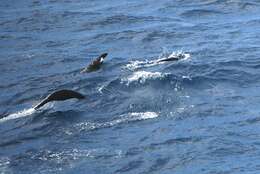 Image of Antarctic Fur Seal