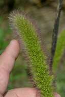 Image of Foxtail millet