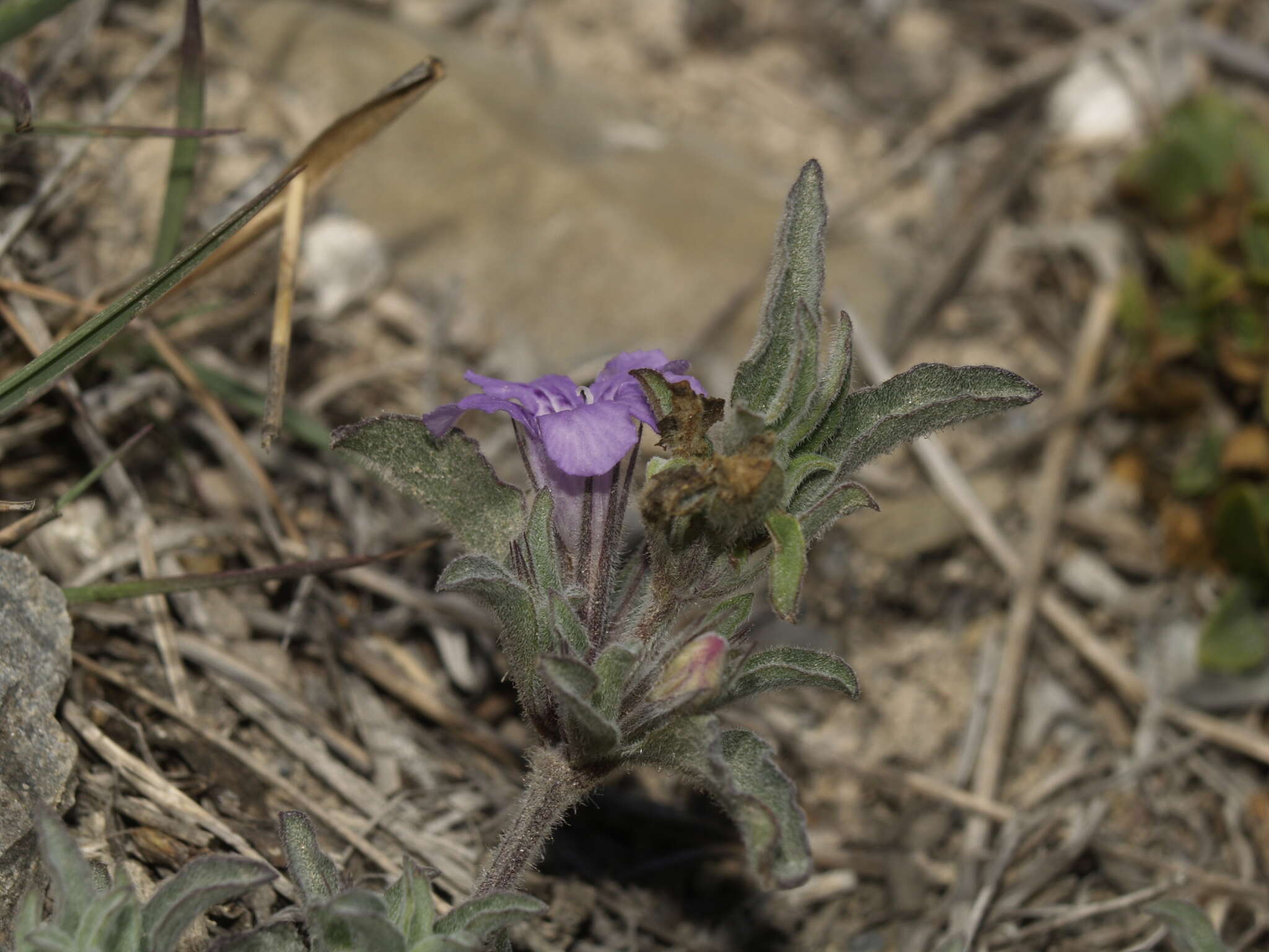 صورة Dyschoriste linearis var. schiedeana (Nees) B. L. Turner