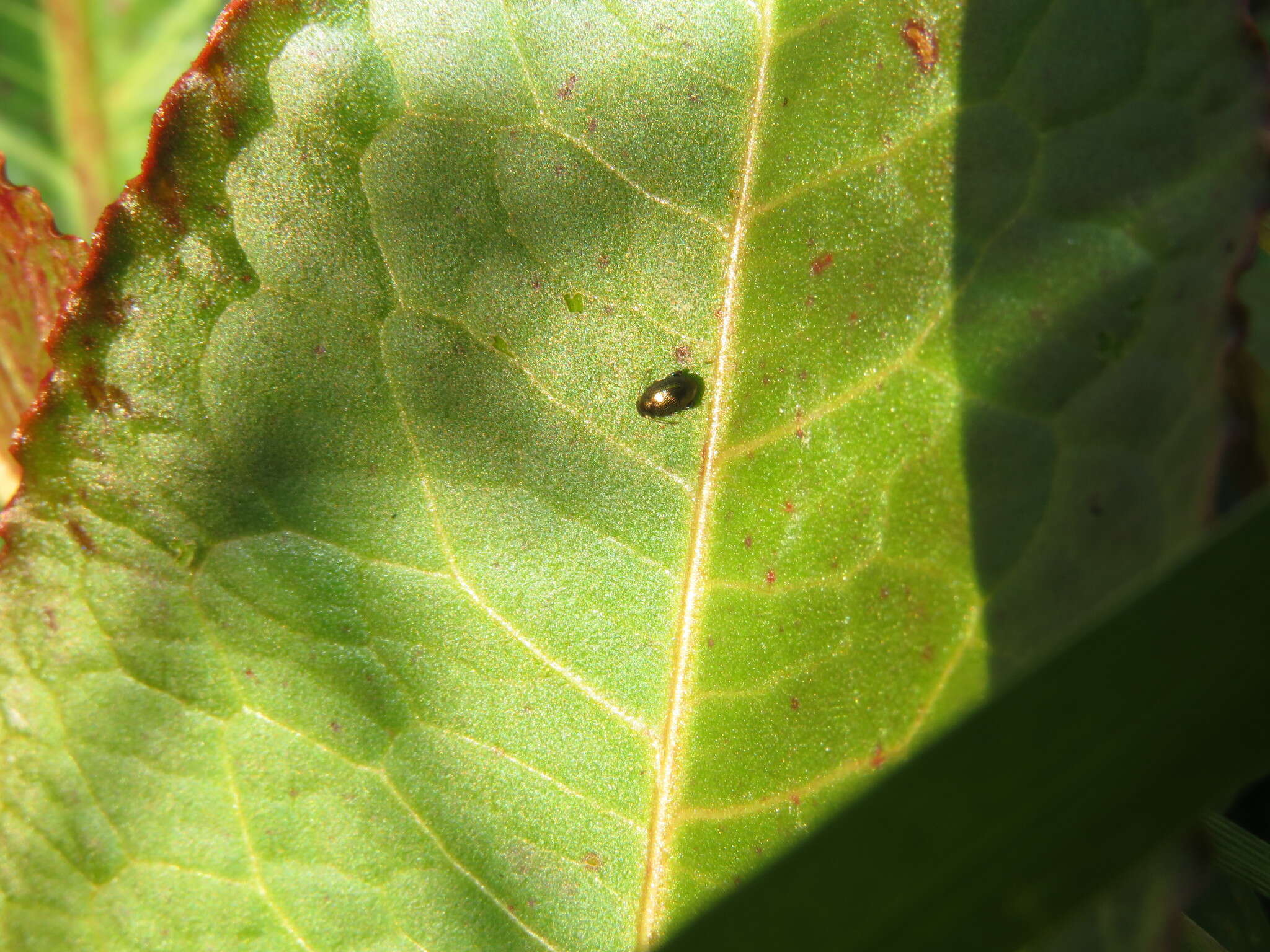 Image of beet flea beetle