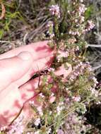 Plancia ëd Erica parviflora L.