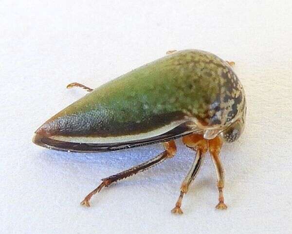 Image of Treehopper