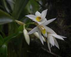 Image of Coelogyne nervosa A. Rich.